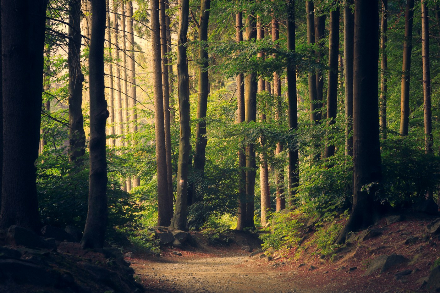 Sunlight filtering through a peaceful green forest